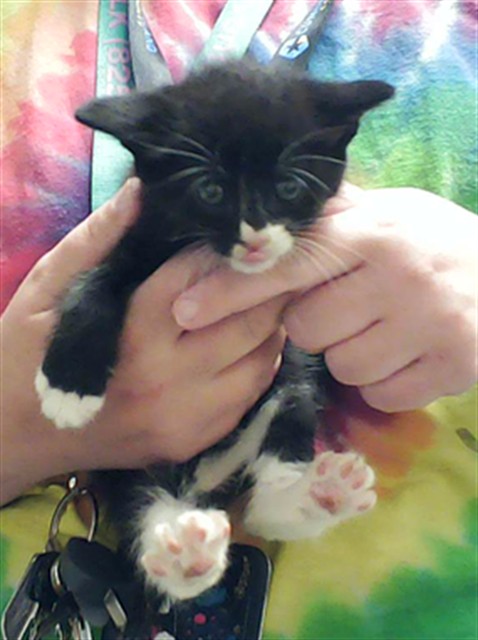 Shelter Stray Male Cat last seen Near BLOCK VILLA DR, FAYETTEVILLE NC 28311, 4704 Corporation Dr, Fayetteville, NC 28306, USA
