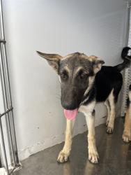 Shelter Stray Female Dog last seen Near BLOCK WOODROW AVE, BAKERSFIELD CA 93308, 3951 Fruitvale Ave, Bakersfield, CA 93308, USA