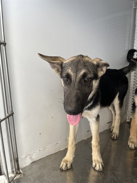 Shelter Stray Female Dog last seen Near BLOCK WOODROW AVE, BAKERSFIELD CA 93308, 3951 Fruitvale Ave, Bakersfield, CA 93308, USA