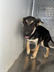 Shelter Stray Female Dog last seen Near BLOCK WOODROW AVE, BAKERSFIELD CA 93308, 3951 Fruitvale Ave, Bakersfield, CA 93308, USA