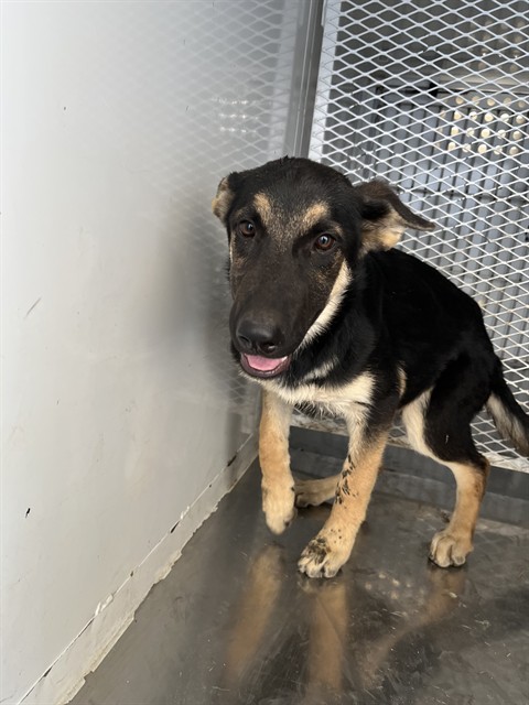 Shelter Stray Female Dog last seen Near BLOCK WOODROW AVE, BAKERSFIELD CA 93308, 3951 Fruitvale Ave, Bakersfield, CA 93308, USA