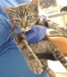 Shelter Stray Female Cat last seen Near BLOCK MILTON DR, FAYETTEVILLE NC 28304, 4704 Corporation Dr, Fayetteville, NC 28306, USA