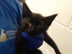 Shelter Stray Male Cat last seen Near BLOCK MILTON DR, FAYETTEVILLE NC 28304, 4704 Corporation Dr, Fayetteville, NC 28306, USA