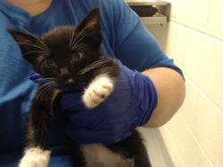 Shelter Stray Male Cat last seen Near BLOCK MILTON DR, FAYETTEVILLE NC 28304, 4704 Corporation Dr, Fayetteville, NC 28306, USA