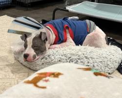 Shelter Stray Male Dog last seen CHARLOTTE, 8315 Byrum Dr, Charlotte, NC 28217, USA