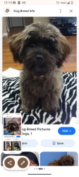 Lost Male Dog last seen Near Wildwood Rd, Mahtomedi, MN 55115