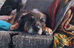 Reunited Female Dog last seen Elizabeth and Sheilds, Fort Collins, CO 80521