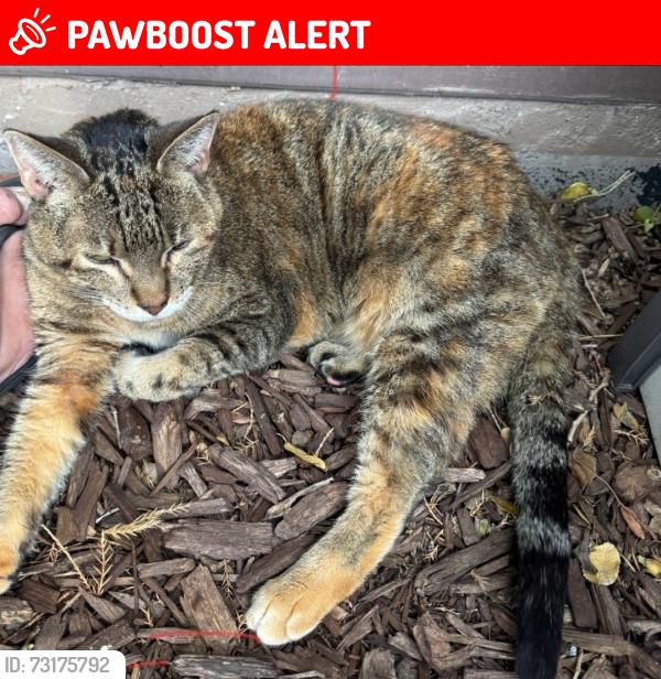 Lost Female Cat last seen S. 25th St and Broadway, Colorado Springs, CO 80904