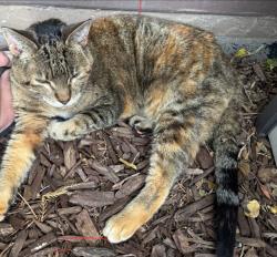 Lost Female Cat last seen S. 25th St and Broadway, Colorado Springs, CO 80904