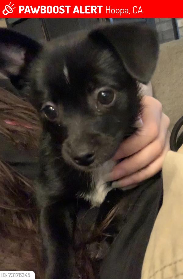 Lost Female Dog last seen Marshall lane, Hoopa, CA 95546