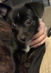 Lost Female Dog last seen Marshall lane, Hoopa, CA 95546