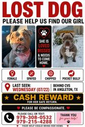 Lost Female Dog last seen Tj Wright St, Angleton, TX 77515