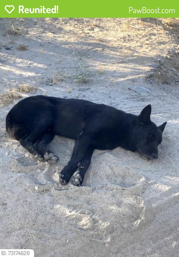 Reunited Unknown Dog last seen mail boxes at deep creek turn, San Bernardino County, CA 92308