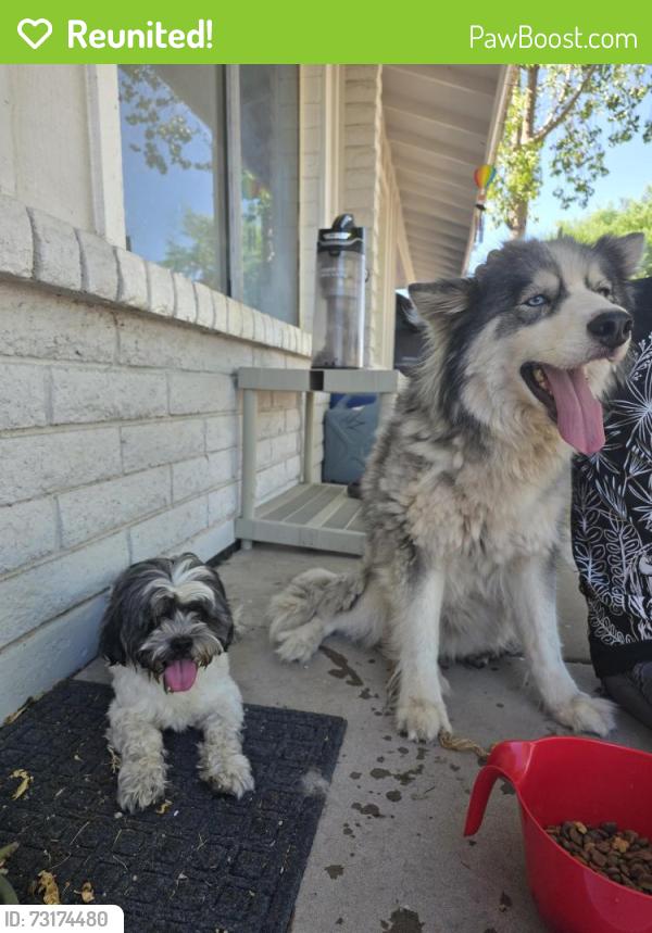 Reunited Female Dog last seen 91st Ave and Indian School, Phoenix, AZ 85037