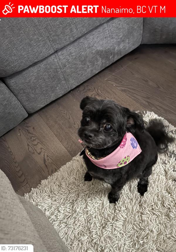Lost Female Dog last seen Greyhawk drive, Nanaimo, BC V9T 6M5