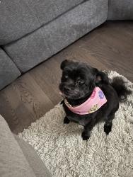 Lost Female Dog last seen Greyhawk drive, Nanaimo, BC V9T 6M5