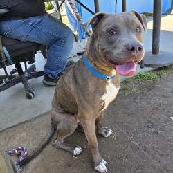 Found/Stray Male Dog last seen Near W 5th St, Long Beach, CA 90802, Long Beach, CA 90802