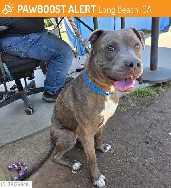 Found/Stray Male Dog last seen Near W 5th St, Long Beach, CA 90802, Long Beach, CA 90802