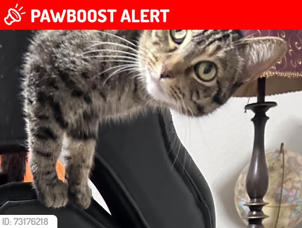 Lost Female Cat last seen Near Emerald Hills Way and Hwy 26, North Richland Hills, TX 76180