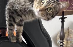 Lost Female Cat last seen Near Emerald Hills Way and Hwy 26, North Richland Hills, TX 76180