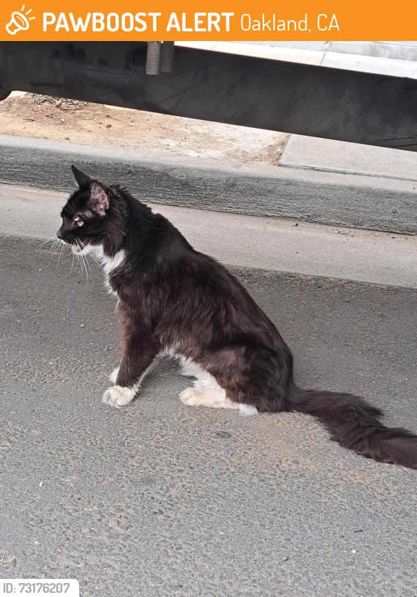 Found/Stray Unknown Cat last seen Near Harrison between 15th St. and 17th St., Oakland, CA 94612