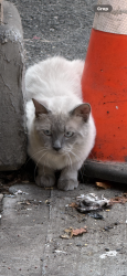 Found/Stray Unknown Cat last seen Westchester Ave and st Theresa Ave, The Bronx, NY 10461