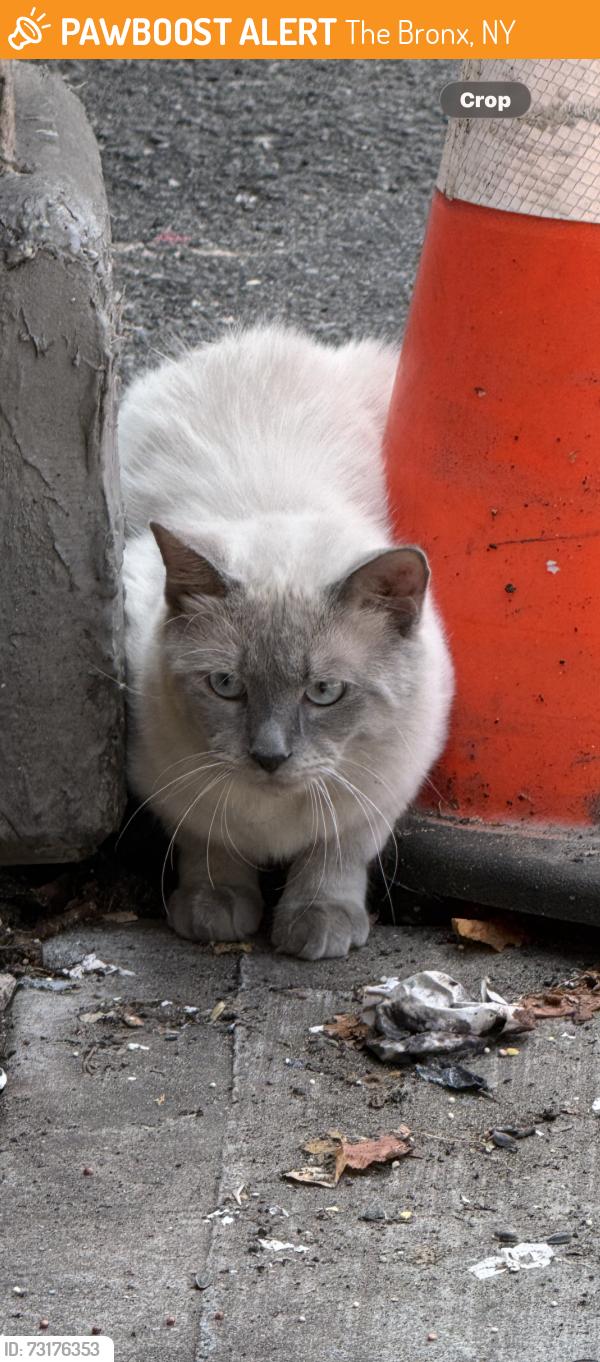 Found/Stray Unknown Cat last seen Westchester Ave and st Theresa Ave, The Bronx, NY 10461