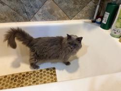 Reunited Male Cat last seen Riverview Dr, Howard, WI 54313