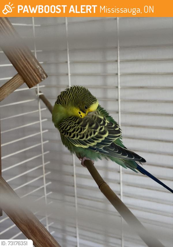 Found/Stray Male Bird last seen Guildwood way and Winterton way, Mississauga, ON 