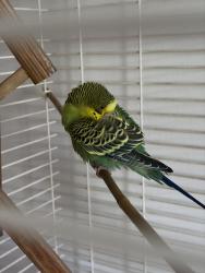 Found/Stray Male Bird last seen Guildwood way and Winterton way, Mississauga, ON 