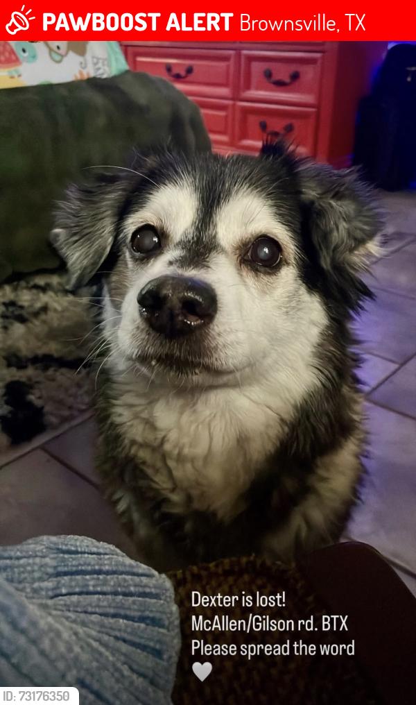 Lost Male Dog last seen McAllen Road/ Applewood street, Brownsville, TX 78520