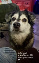 Lost Male Dog last seen McAllen Road/ Applewood street, Brownsville, TX 78520