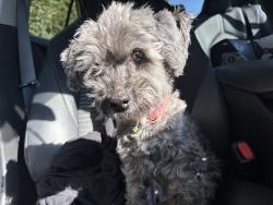 Found/Stray Unknown Dog last seen Old Kennett pike, Old Kennett Pike,  19707