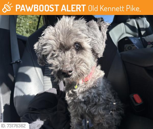Found/Stray Unknown Dog last seen Old Kennett pike, Old Kennett Pike,  19707