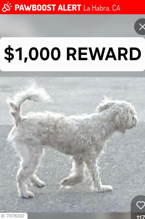 Lost Male Dog last seen N. McPherson St., La Habra, La Habra, CA 90631