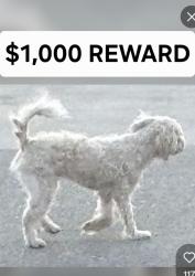 Lost Male Dog last seen N. McPherson St., La Habra, La Habra, CA 90631