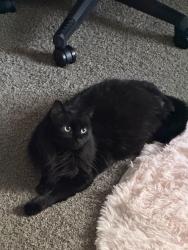 Lost Female Cat last seen Legacy Crossing Apt, Greensboro, NC 27401