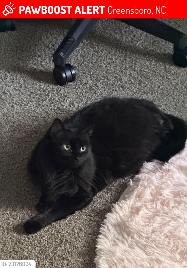 Lost Female Cat last seen Legacy Crossing Apt, Greensboro, NC 27401