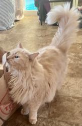 Lost Male Cat last seen NE Orenco Station Parkway and NE Cornell, Hillsboro, OR 97124