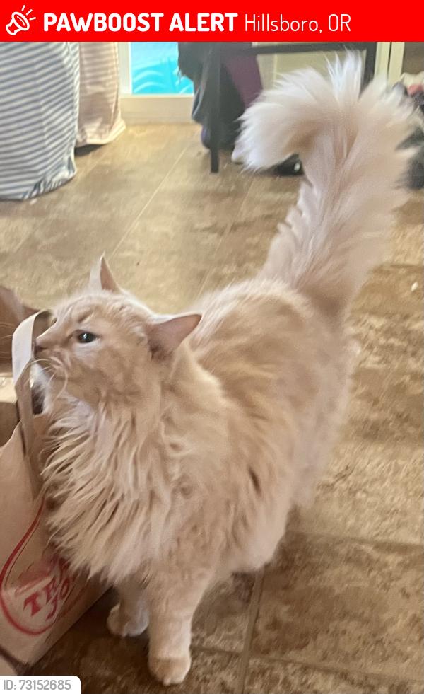 Lost Male Cat last seen NE Orenco Station Parkway and NE Cornell, Hillsboro, OR 97124
