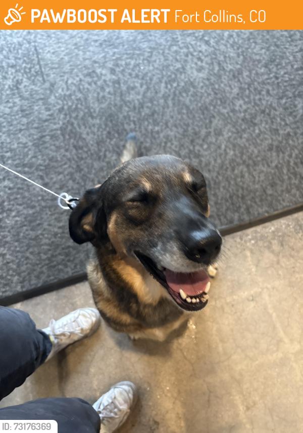 Found/Stray Female Dog last seen Elizabeth and shields, Fort Collins, CO 80524