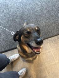 Found/Stray Female Dog last seen Elizabeth and shields, Fort Collins, CO 80524