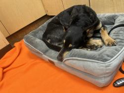 Reunited Male Dog last seen King Carpet (business) / Dekalb Pike / 7 mins away from BARK U Dog boarding facility, King of Prussia, PA 19405