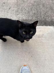 Reunited Male Cat last seen Navigation blvd & Nagle Street (East downtown), Houston, TX 77002