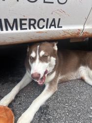 Reunited Female Dog last seen Rilla circle lawrenceville ga, Lawrenceville, GA 30043