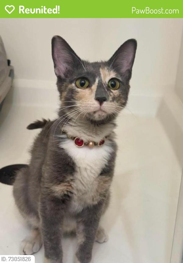 Reunited Female Cat last seen The wash behind the hses, Whitney, NV 89122