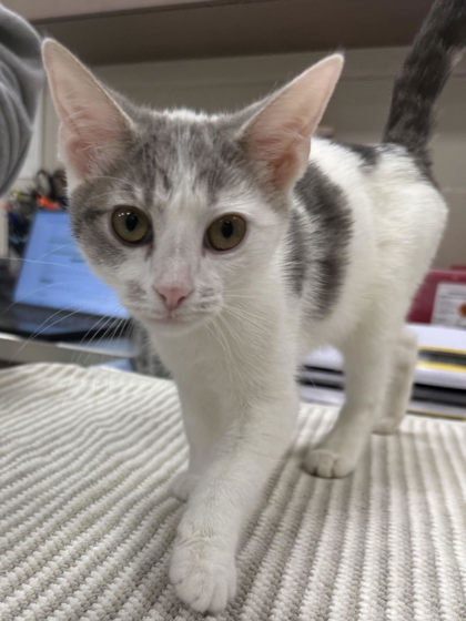 Shelter Stray Female Cat last seen Near Keystone Crossing Ste 4A, Westfield City, IN, 10501 Hague Rd, Fishers, IN 46038, USA