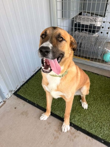 Shelter Stray Male Dog last seen , , TX, 355 Hillshire Dr, Haslet, TX 76052, USA