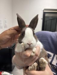Shelter Stray Female Rabbit last seen Reinhardt near Kaplan, Oakland, CA, 1101 29th Ave, Oakland, CA 94601, USA