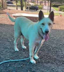 Shelter Stray Female Dog last seen Near Covington Hwy F, Decatur, GA 30035, 30035, GA, 3280 Chamblee Dunwoody Rd, Chamblee, GA 30341, USA